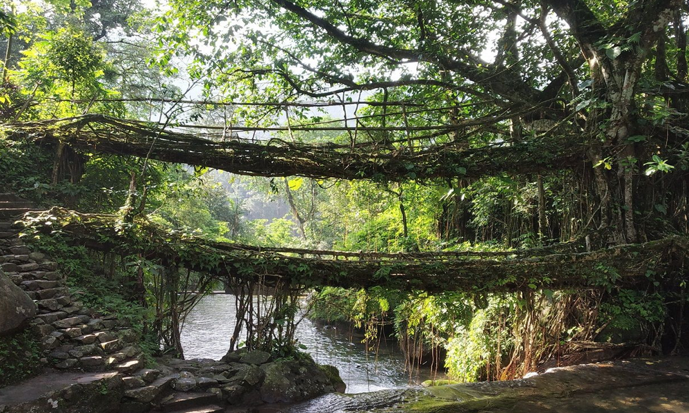 Jembatan Akar Cherrapunji: Keajaiban Alam yang Diciptakan