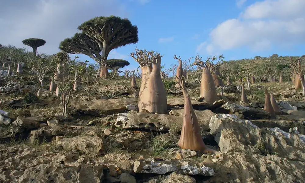 Pulau Socotra: Galápagos-nya Samudra Hindia