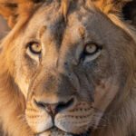 Lion (Singa)