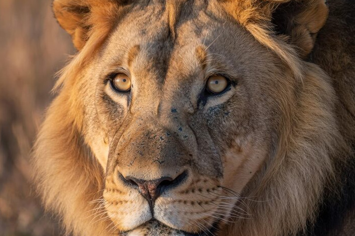 Lion (Singa)