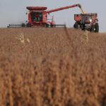 Petani memanen kedelai di sebuah ladang di Rippey, Iowa pada Oktober 2019. Foto: AFP