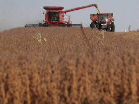 Petani memanen kedelai di sebuah ladang di Rippey, Iowa pada Oktober 2019. Foto: AFP