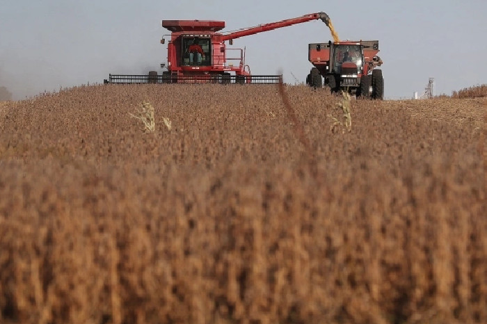 Petani memanen kedelai di sebuah ladang di Rippey, Iowa pada Oktober 2019. Foto: AFP